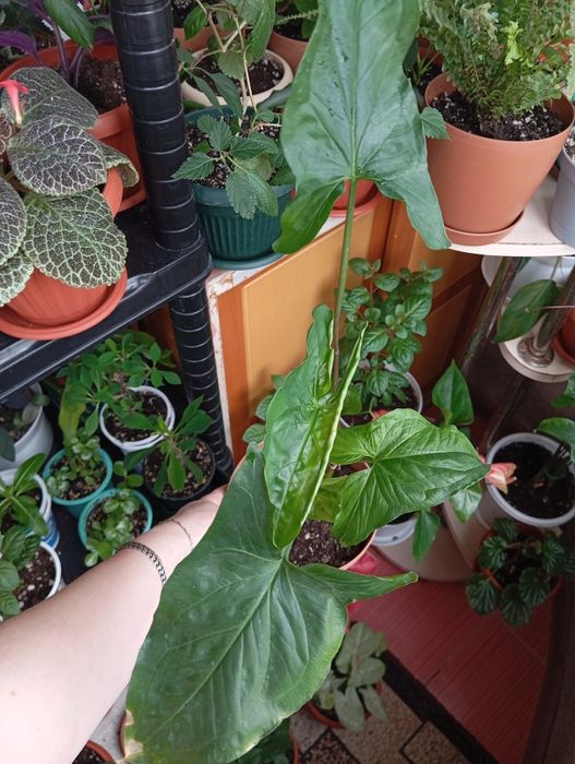 Каждый по 2500 тенге