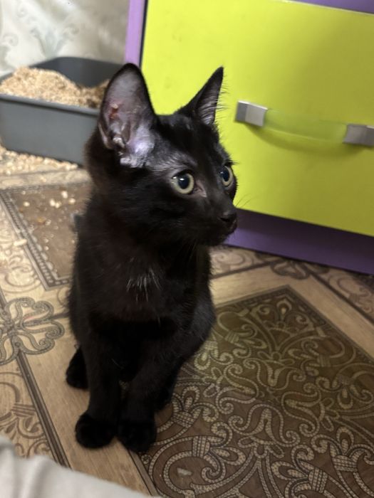 Отдаем кошку  в добрые руки