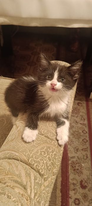 Отдам котяток в добрые руки