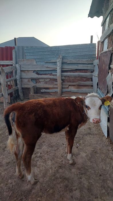 Бұзаулы сиыр сатылады