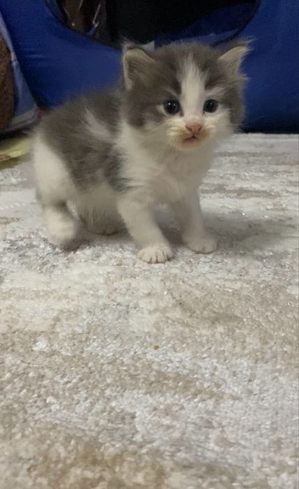 Котята бесплатно