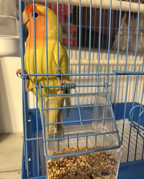 Schimb/vand femela Agapornis Roseicollis