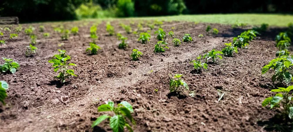 Най-лютата чушка в света – Carolina Reaper