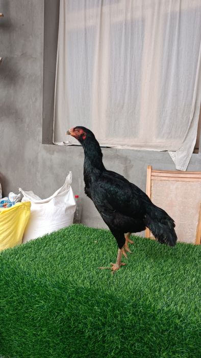 Dakan makyon sotiladi