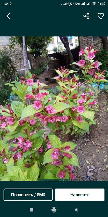 viegella spreya yopon ayva kochatlari