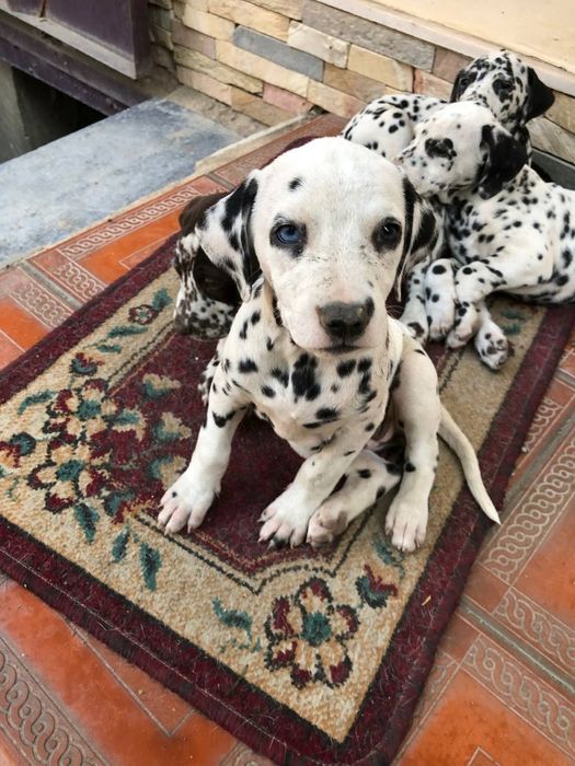 Продаются щенки долматинцы