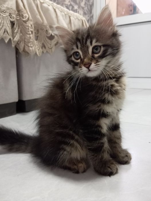 Котенок 2 месяца