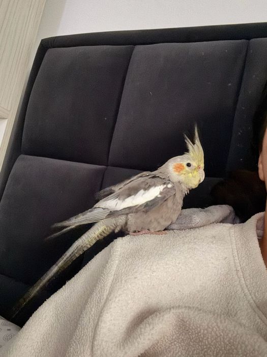 Colivie / cusca + papagal nimfa