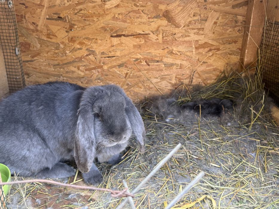 Iepuri Berbec german