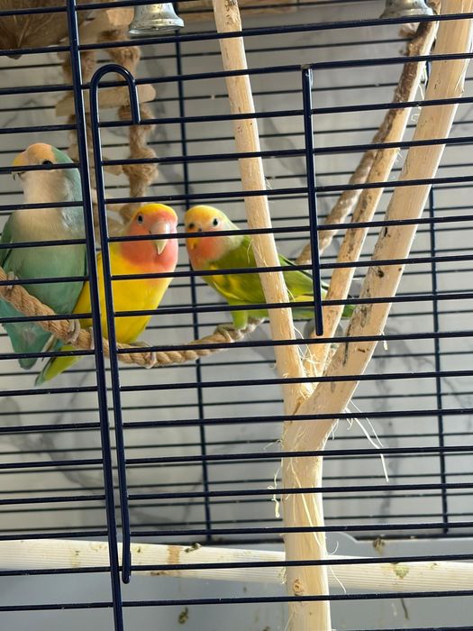 Vând pui papagal agapornis