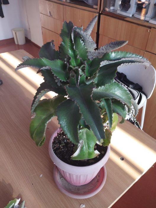 Каланхоэ лечебное