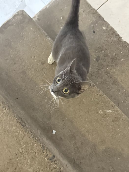 Котенок ищет дом