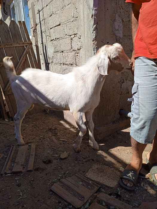 Vând țap tânăr de rasa