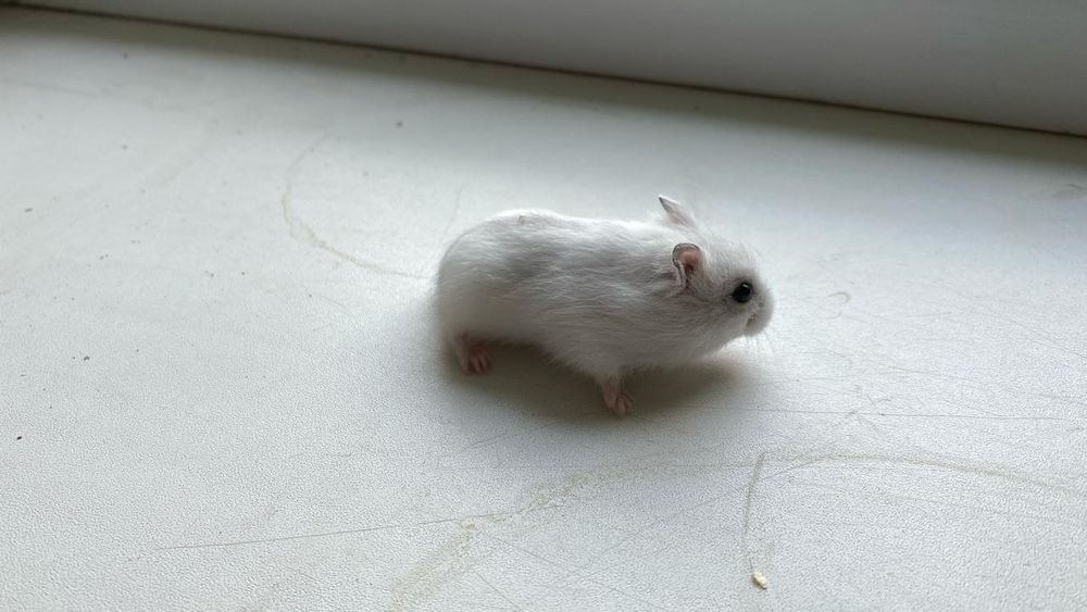 Хомяки джунгарские