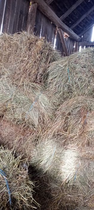 Baloți lucernă/ fân coasa 2-3