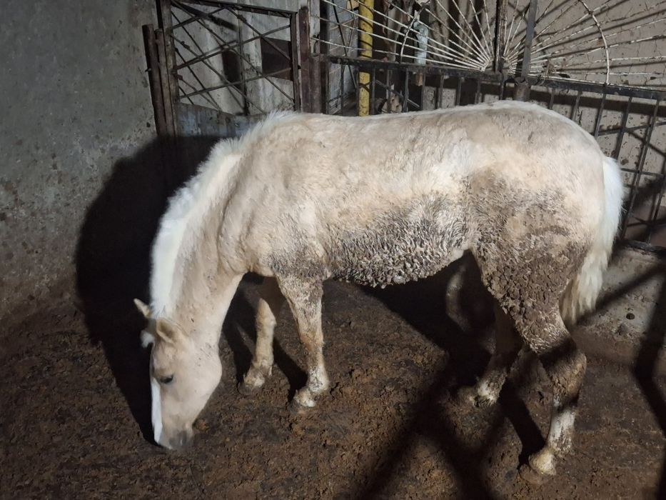 Жылқы адемі семіз