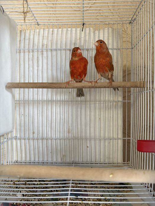 Канарейки разьное