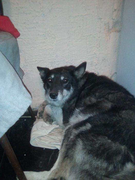 Милаша из приюта "хвостатый рай"