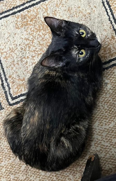 Потерялась кошка.