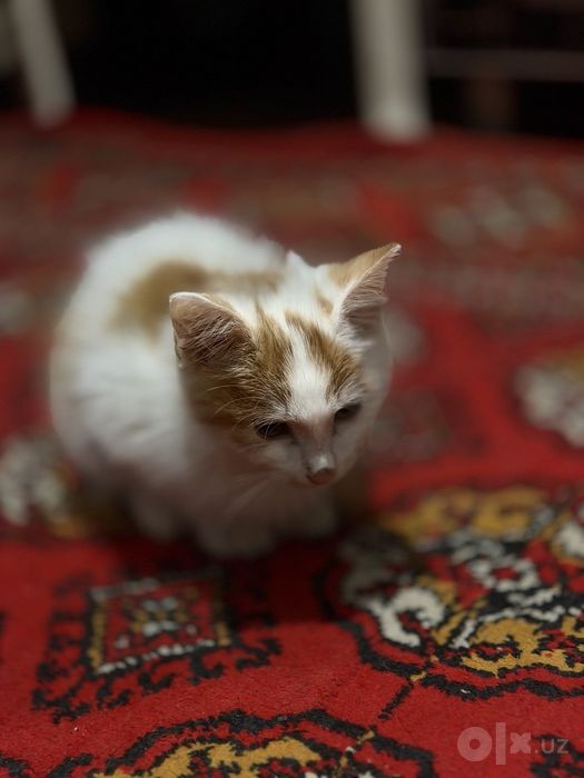Chiroyli mushuklar.Uyga sichmaydi yahshi mushuk  bepul chiroyli mushuk