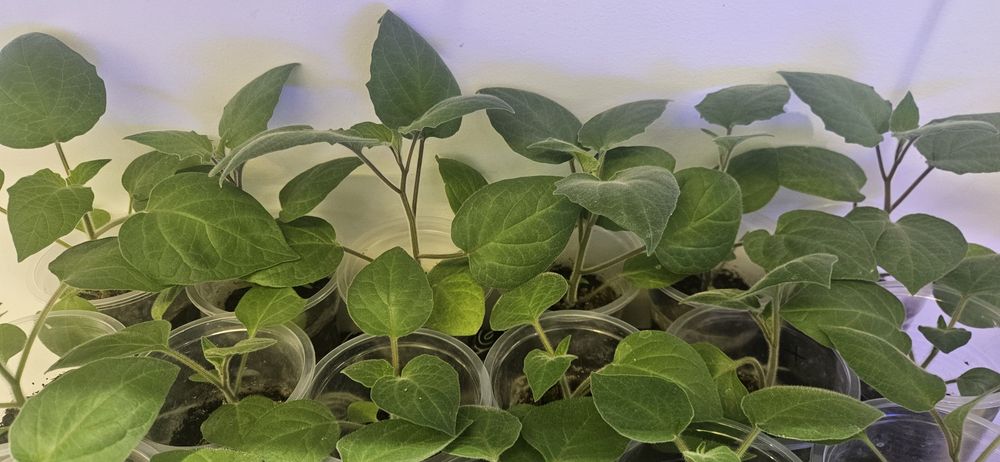 Продаётся рассада и семена физалиса (Капский крыжовник, земляная клюкв