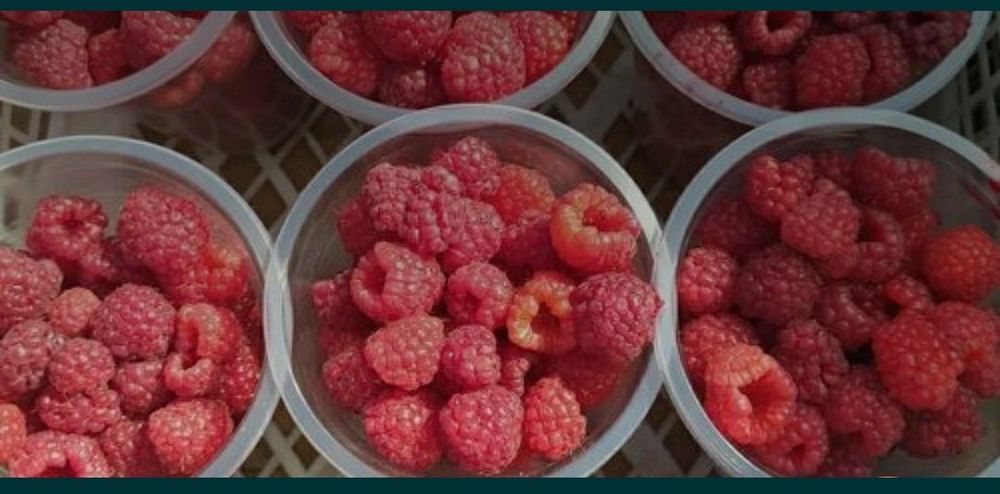 Малина ремонтная