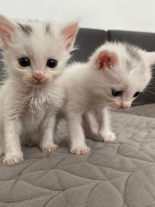 Котята в заботливые руки