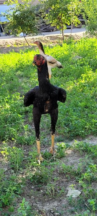 Немецкий о шамо 4 мес