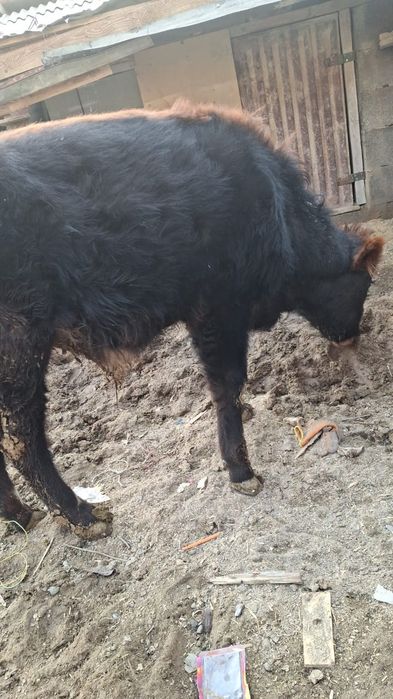 Бұқа сатылады 280 000