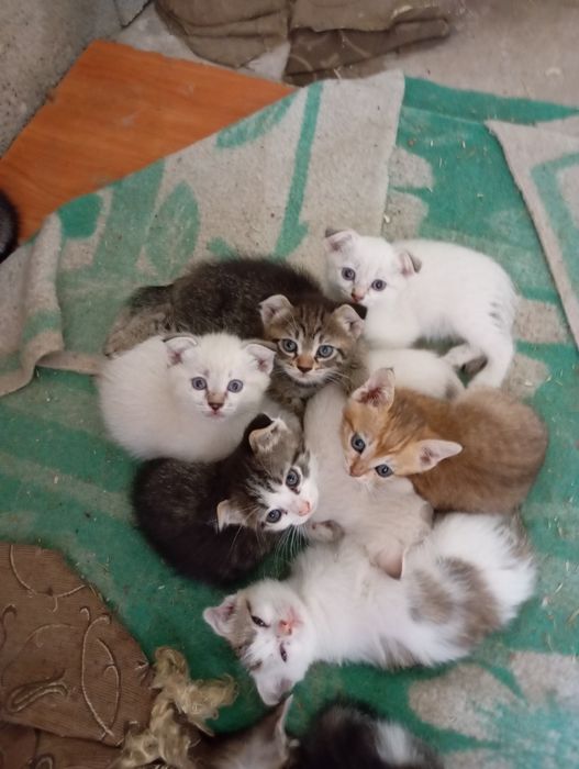 Продам котят,щкнков