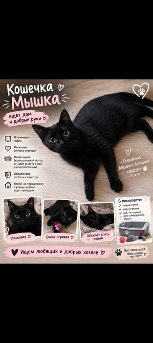 Маленькая кошечка ищет свой дом