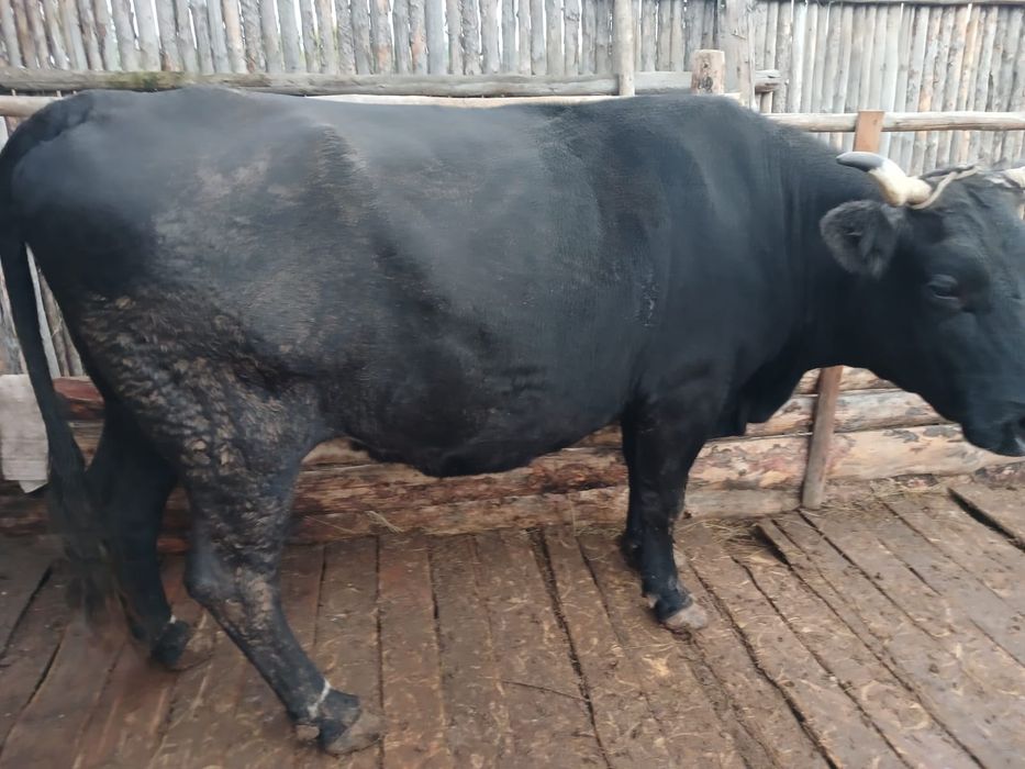 Продам крупную жирную корову