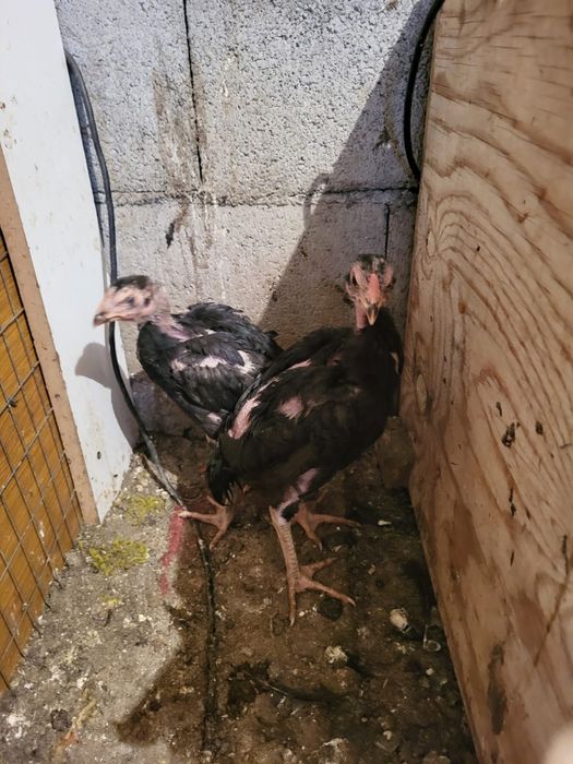 Сатамын дакан шоже кораз 16000