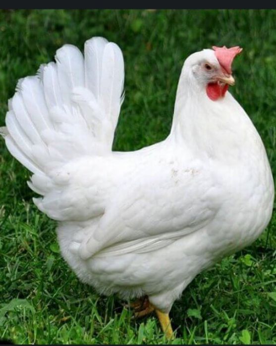 Куры несушки Леггорн