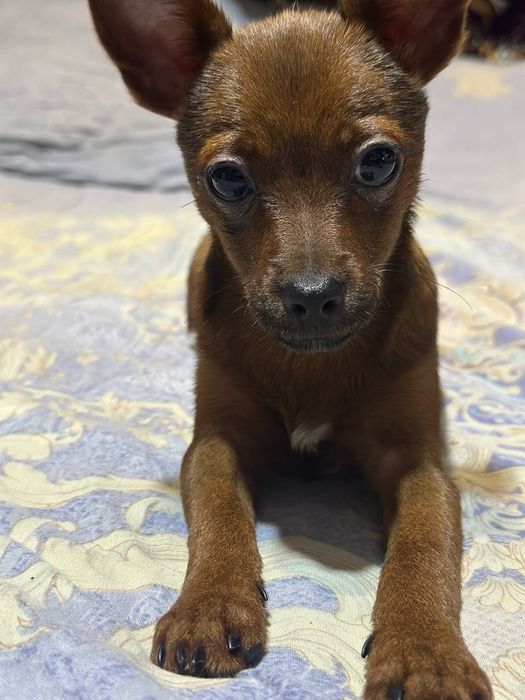 Предлагается кобель для вязки