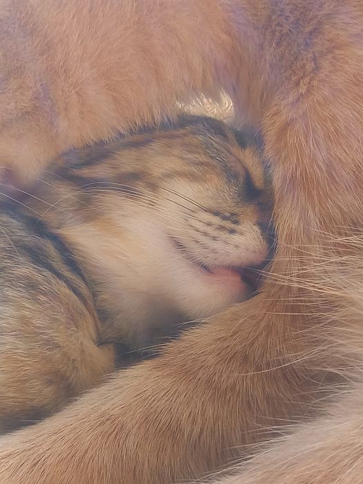 Отдам в добрые руки кошечку.