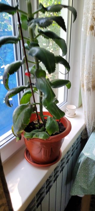 Цветок каланхоэ- растительный антибиотик