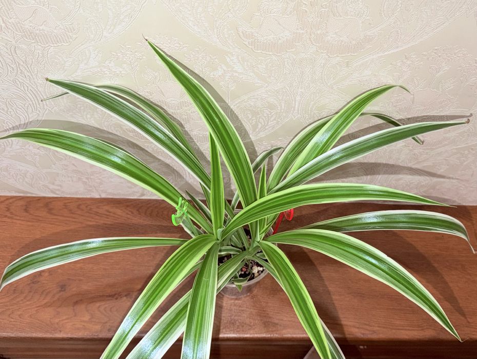 Хлорофитум, комнатные растения, комнатные цветы