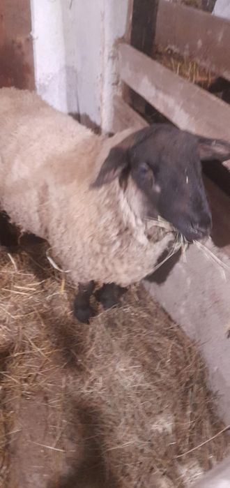 Berbec suffok de 2 ani