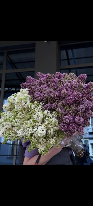 Сирень, от которой кружится голова(И не только голова)