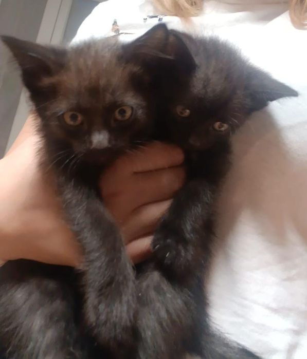 Отдам котят в добрые руки