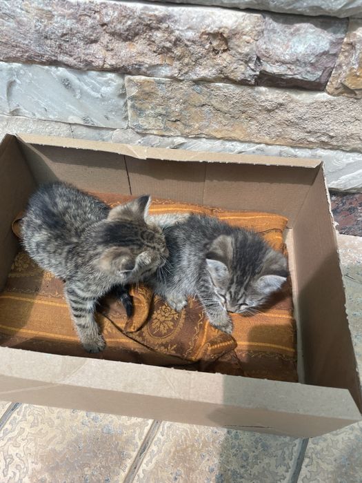 Уличные кошки малышки