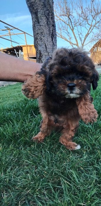 Caniche  pitic  shihpoo.