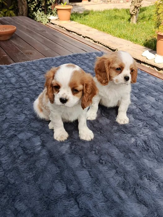 Кавалер Кинг Чарлз шпаньол