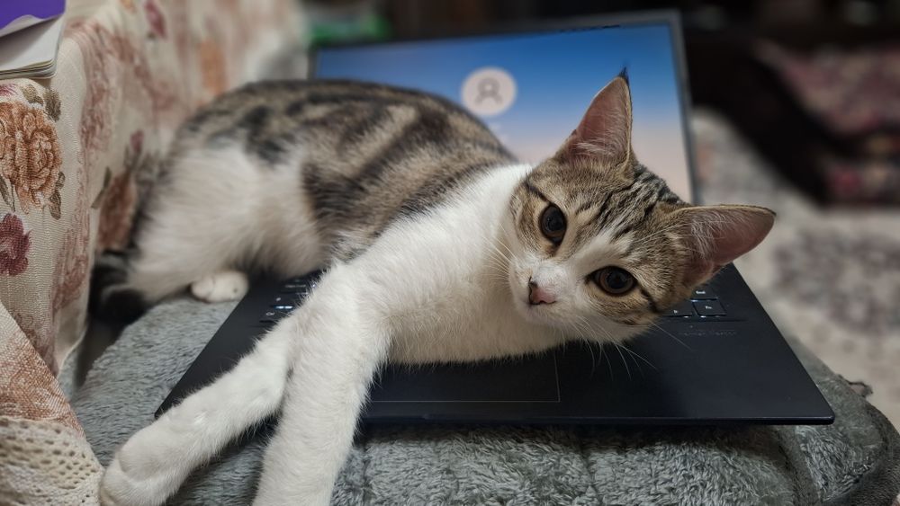 Хадияга, яхши колларга