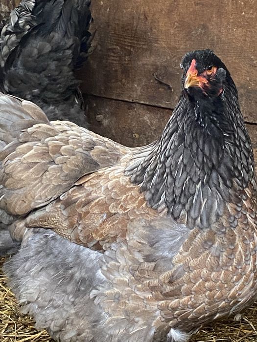 De dat cocosi plaimont rok barat si brahma