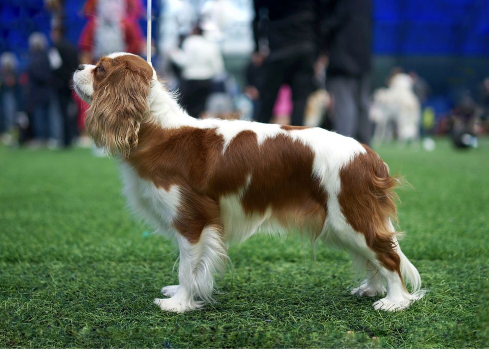 Кавалер Кинг Чарльз Спаниель Бронирование