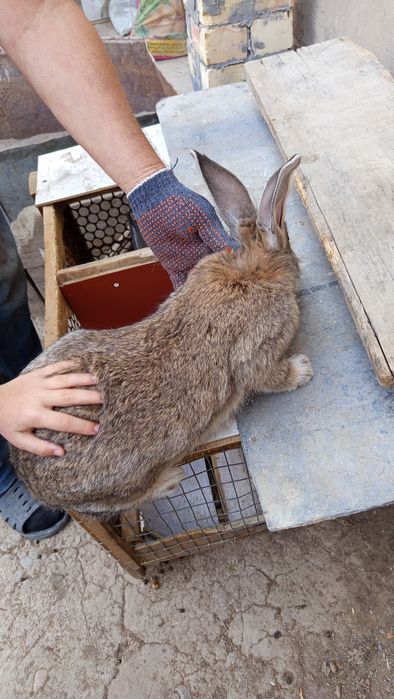 Кролики домашние