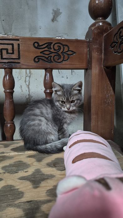 Отдам котят в хорошие руки
