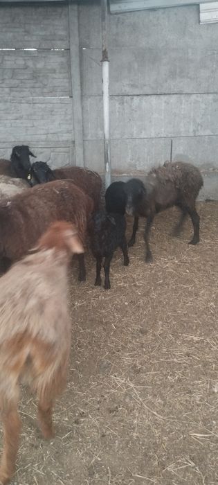 Продам матки с ягнятами